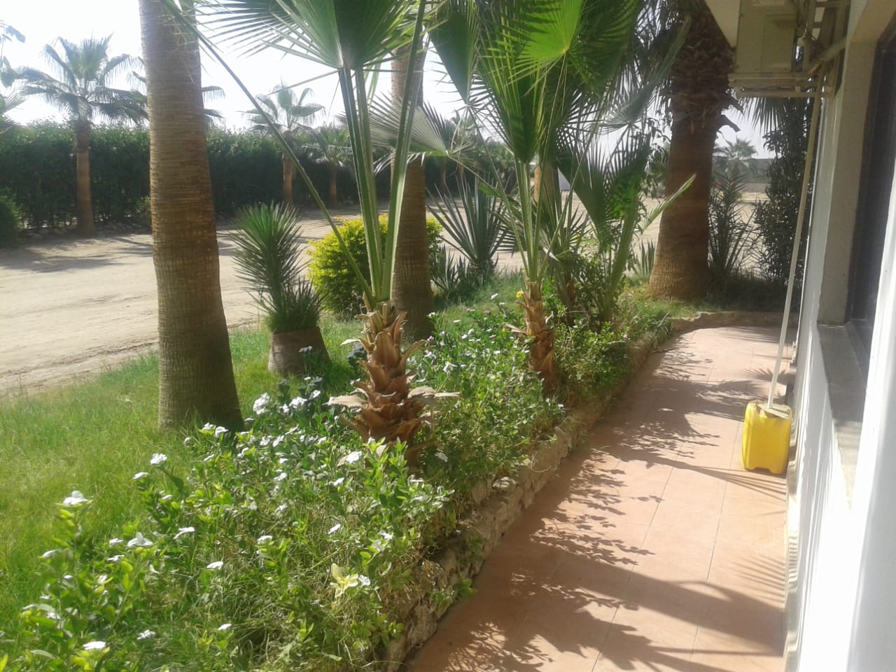 A 1,000-acre farm in Assiut, Egypt